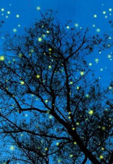 malacca-v